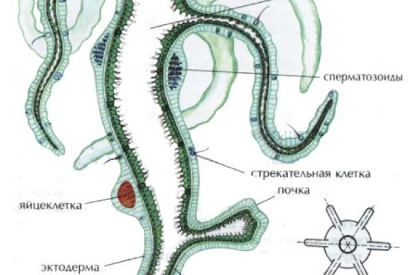 Kraken что это такое